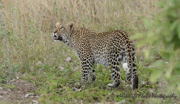 Leopard looking up at her impala kill