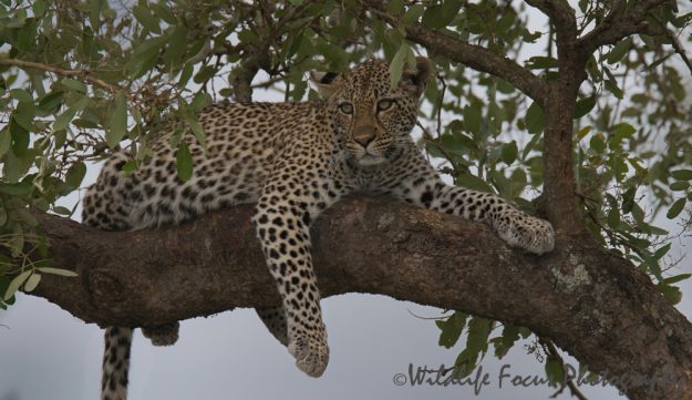 leopard lying in a comfortable relaxed pose on top of branch