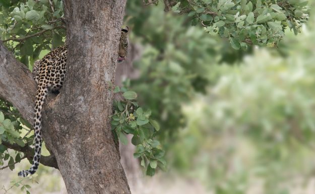 Leopard sitting in fork of tree