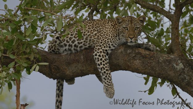female leopard staring intently