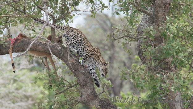 female leopard leaping out of tree