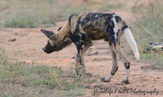 Male wild dog stalking other dog