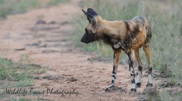warm glow on standing wild dog's coat