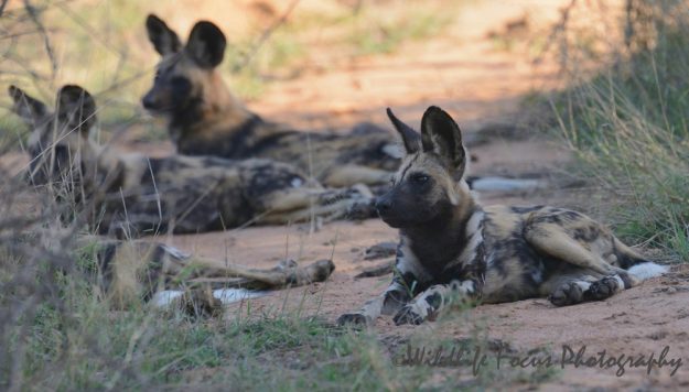 during resting time the dogs are still alert