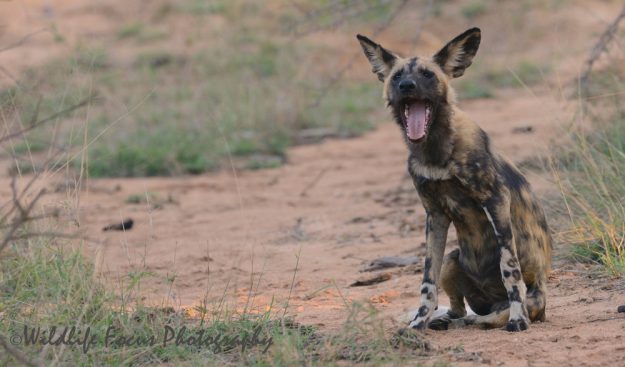 African Wild Dog yawning after a good rest